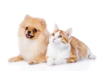 Pet